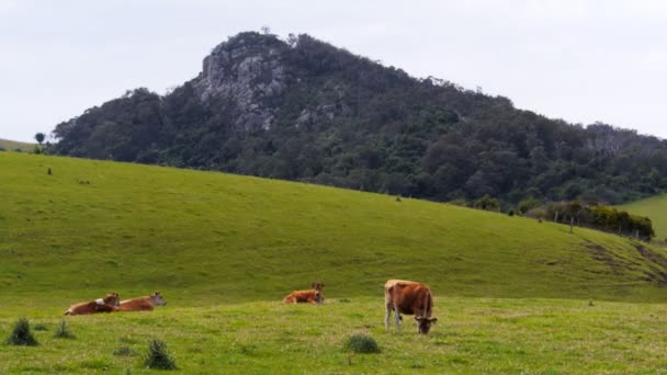 Jersey Milchkühe mit Halterung — Stockvideo