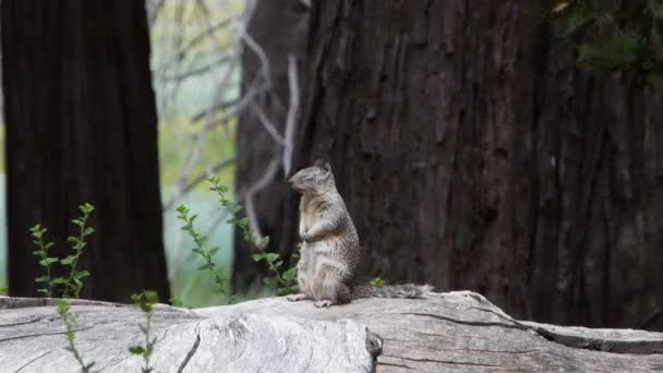 Écureuil au sol debout sur une bûche — Video