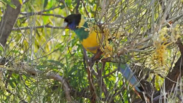 Papoušek na stromě grevillea — Stock video