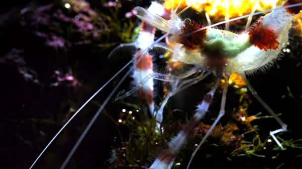 Karides beslemeleri üzerinde deniz yosunu — Stok video