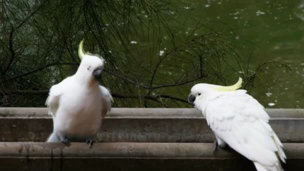 Cockatoo feeds a baby bird — Stock Video