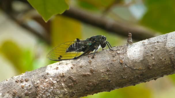 Une cigale est assise sur un arbre — Video