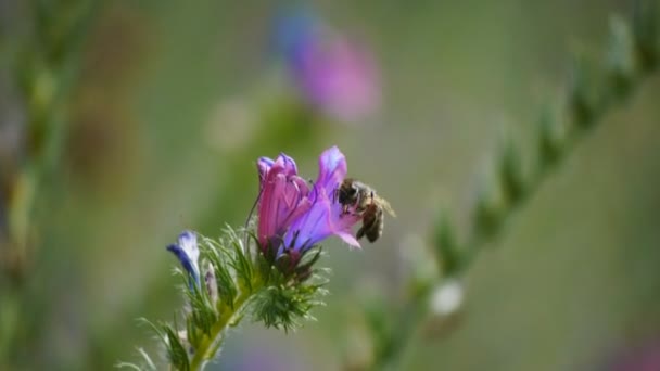 Abelha recolhe pólen de uma flor — Vídeo de Stock