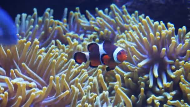 Percula clownfish a Sasanka — Stock video