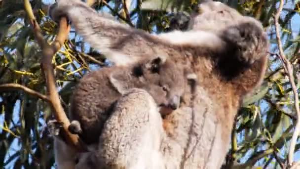 Koala joey con madre en árbol — Vídeo de stock