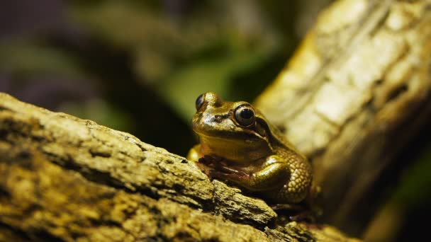 Žába sedí na větvi stromu — Stock video