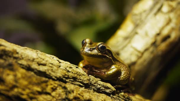 Rana se sienta en una rama de árbol — Vídeos de Stock