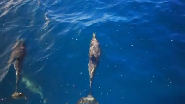 Delfines juegan en la ola de proa de un barco — Vídeo de stock