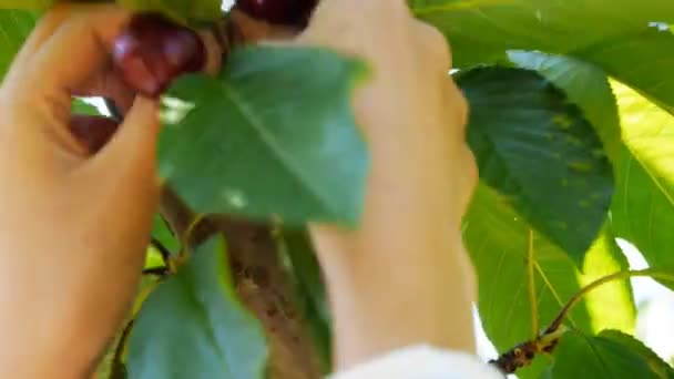 Trabajador recoge cerezas frescas — Vídeo de stock