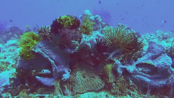 Пір'яні зірки чіпляються до коралового рифу — стокове відео