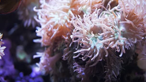 Stora korall polyper — Stockvideo