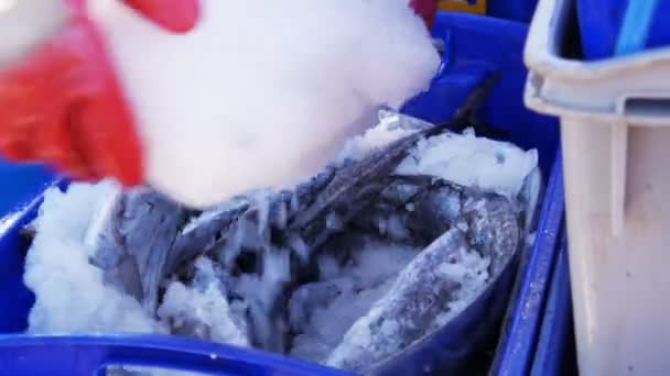 Kiste mit frischem Fisch — Stockvideo