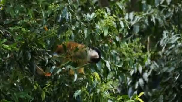 Affe klettert in einen Baum — Stockvideo