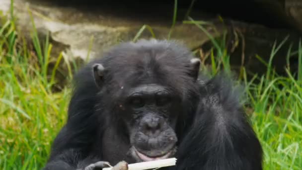 Chimpansee eten gras — Stockvideo