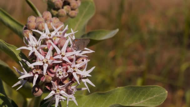 Mariposa recoge néctar de una flor silvestre — Vídeo de stock