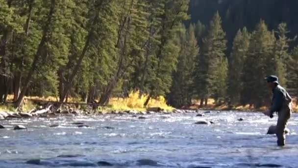 Fisherman Fly Fishes Gallatin River Montana — Stock Video