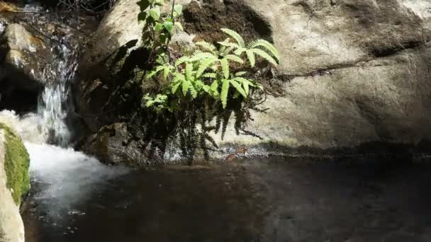 Mountain stream stromen onder de bomen — Stockvideo