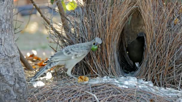 Grande bowerbird exibe objetos para outro pássaro — Vídeo de Stock