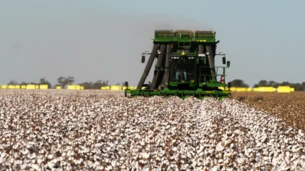 Katoen harvester op het werk — Stockvideo