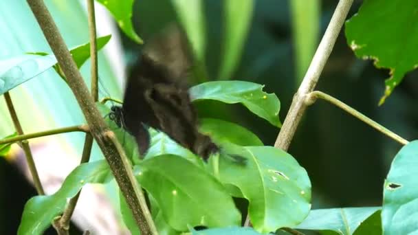 Butterfly lays eggs — Stock Video