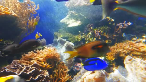 Tridacna гигантский моллюск в аквариуме — стоковое видео