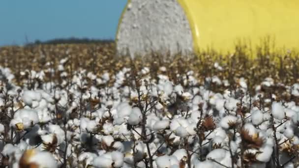 Campo de algodão não colhido — Vídeo de Stock