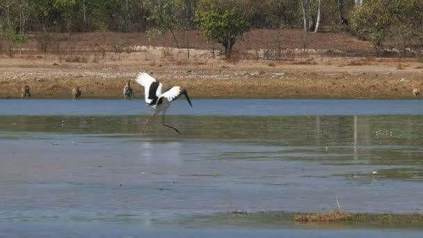 Jabiru abana suas asas — Vídeo de Stock