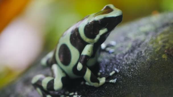 Green and black poison dart frog — Stock Video