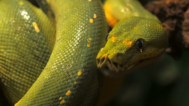 Python 在树中甩动它的舌头 — 图库视频影像