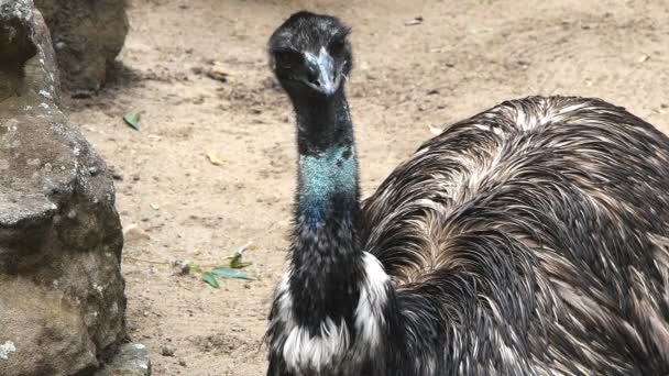 Emu schaut sich um — Stockvideo