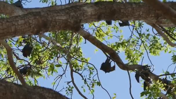 Colonia de murciélagos frutales en el árbol — Vídeos de Stock