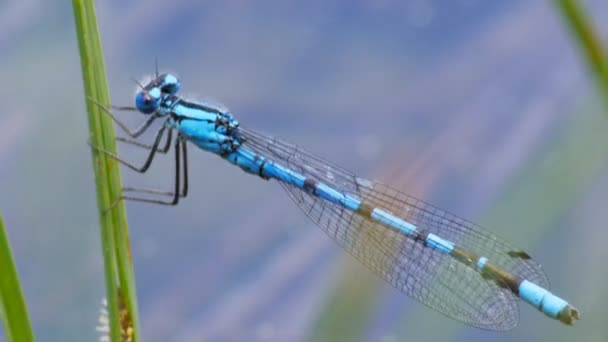 Damselfly cleaning its eye — Stock Video
