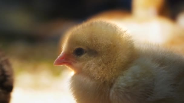 Baby chicken resting — Stock Video