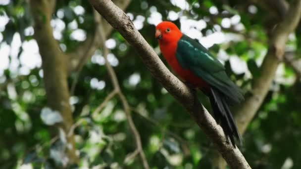 Король попугай сидит на ветке дерева — стоковое видео