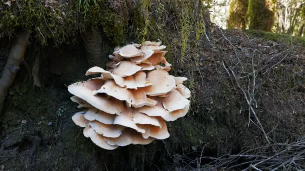 Grandes fungos crescendo em um tronco de árvore — Vídeo de Stock