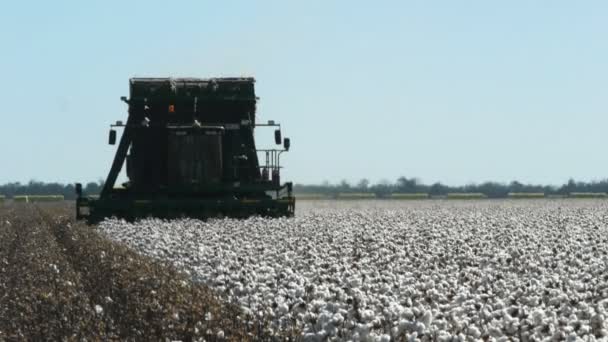 Cosecha en una granja de algodón — Vídeo de stock
