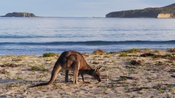 Kangaroo eats grass — Stock Video