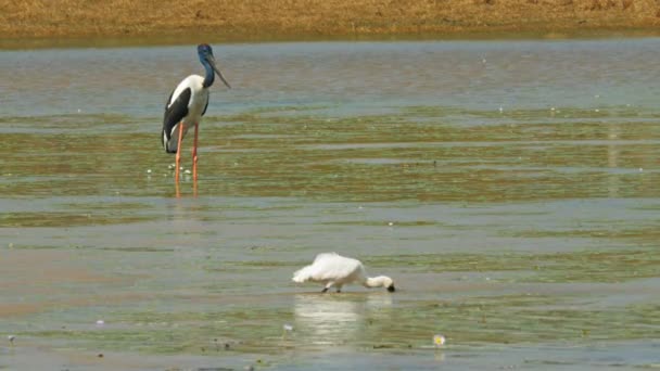 Black-necked stork and spoonbill — Stock Video
