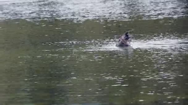 Лебедь питается озером — стоковое видео