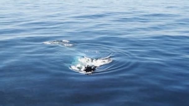 Humpback whales raising above surface — Stock Video