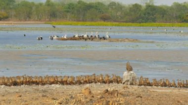 kuş billabong, ıslıkçı ördek
