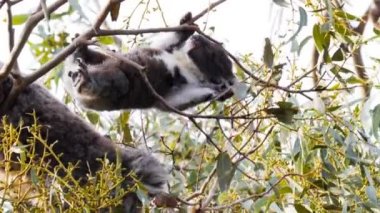 Koala joey bir sakız ağacı içinde