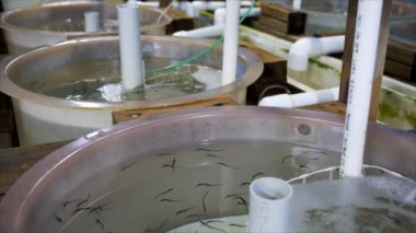Bebek denizatı pazarı için tanklar 