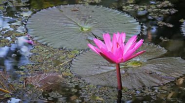 Billabong içinde büyüyen bir nilüfer çiçeği