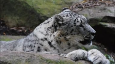 kar leoparı dinlenme