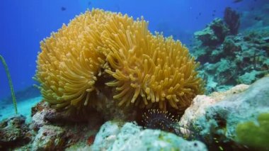 lownfish yüzmek tentacles arasında