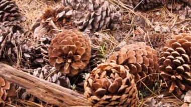 Yerde çam kozalakları