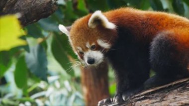 Red panda bir ağaçta