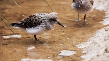 yarı palmated çulluk yere besleme