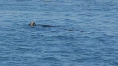 Deniz samuru monterey Körfezi içinde yemek